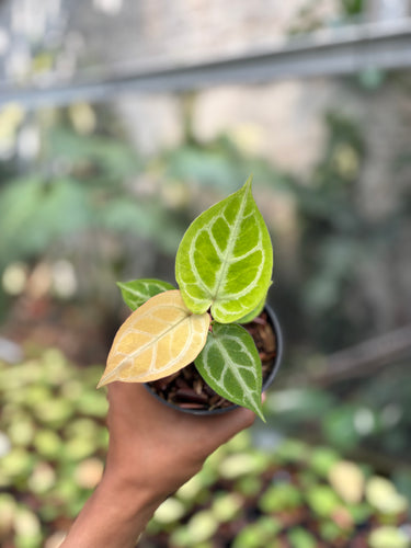 Anthurium Silver Hope Mint x Red Tiger