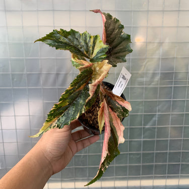 Begonia Ginny Galaxy