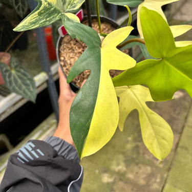 PS0922 Philodendron Florida Beauty - Halfmoon