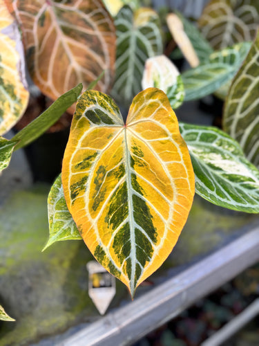 Anthurium Magna x Hellboy Variegated
