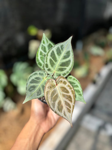 Ps10-54 Anthurium Kos x Rc