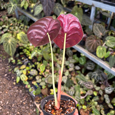 Alocasia Cuprea Variegated