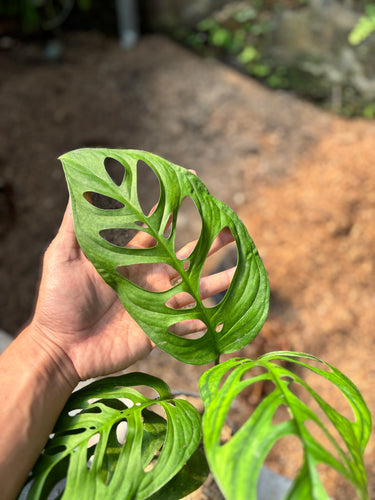 Monstera Esqueleto