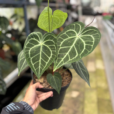 Anthurium Clarinervium - Mature size - Plantstop.us