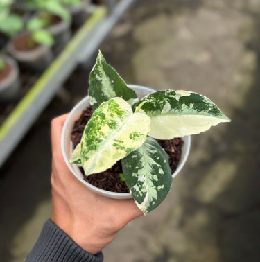 Aglaonema Pictum Bicolor Variegated