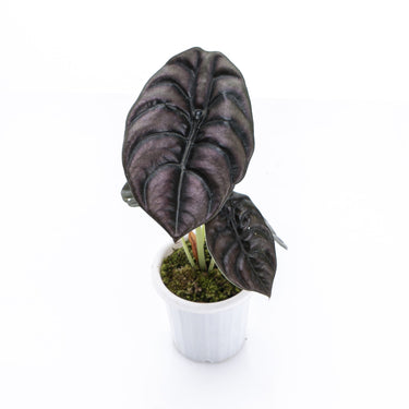 Alocasia Cuprea
