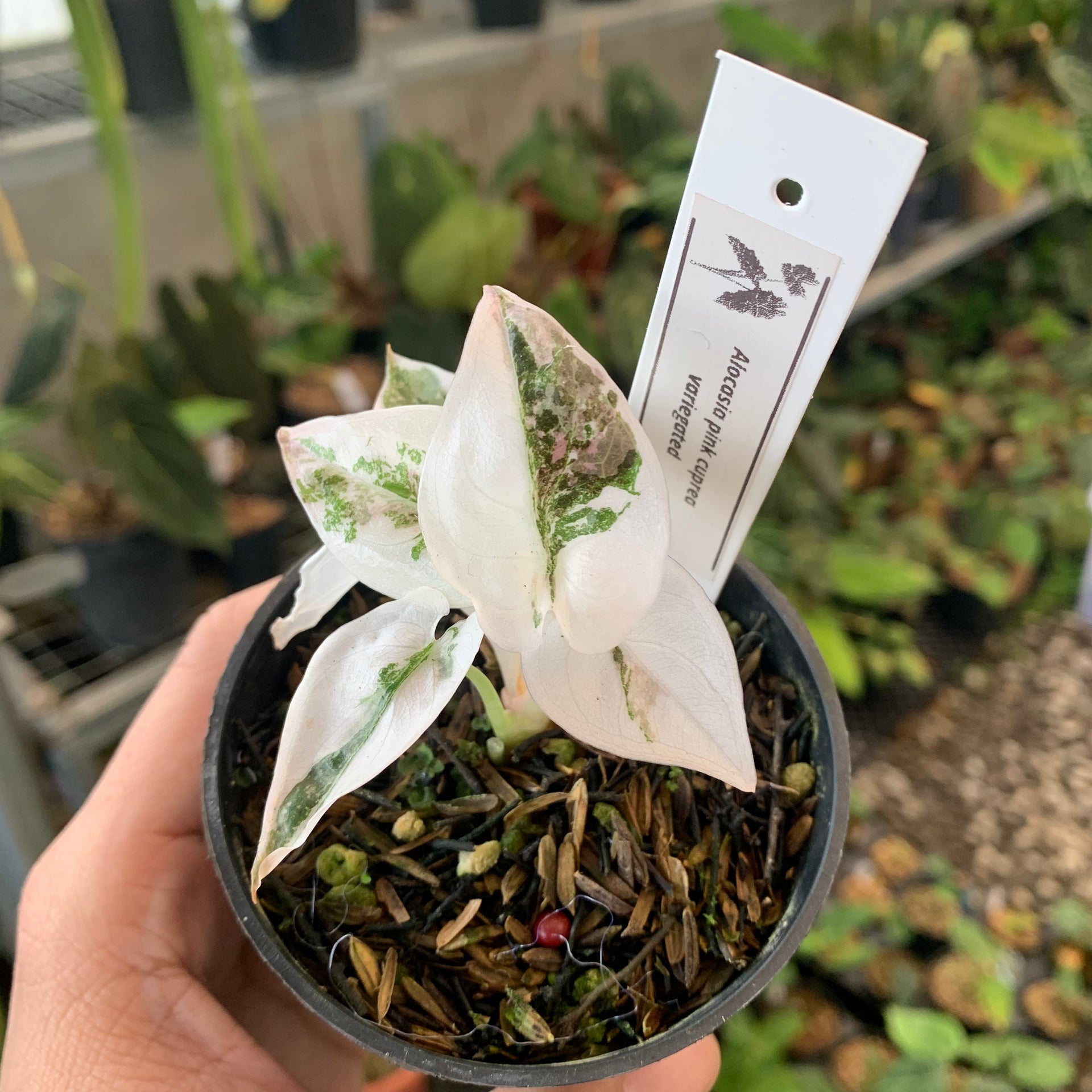 Alocasia Cuprea Pink Variegated – Plantstop.us