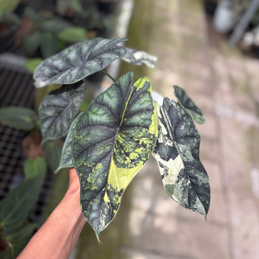 Alocasia Dragon Scale Variegated