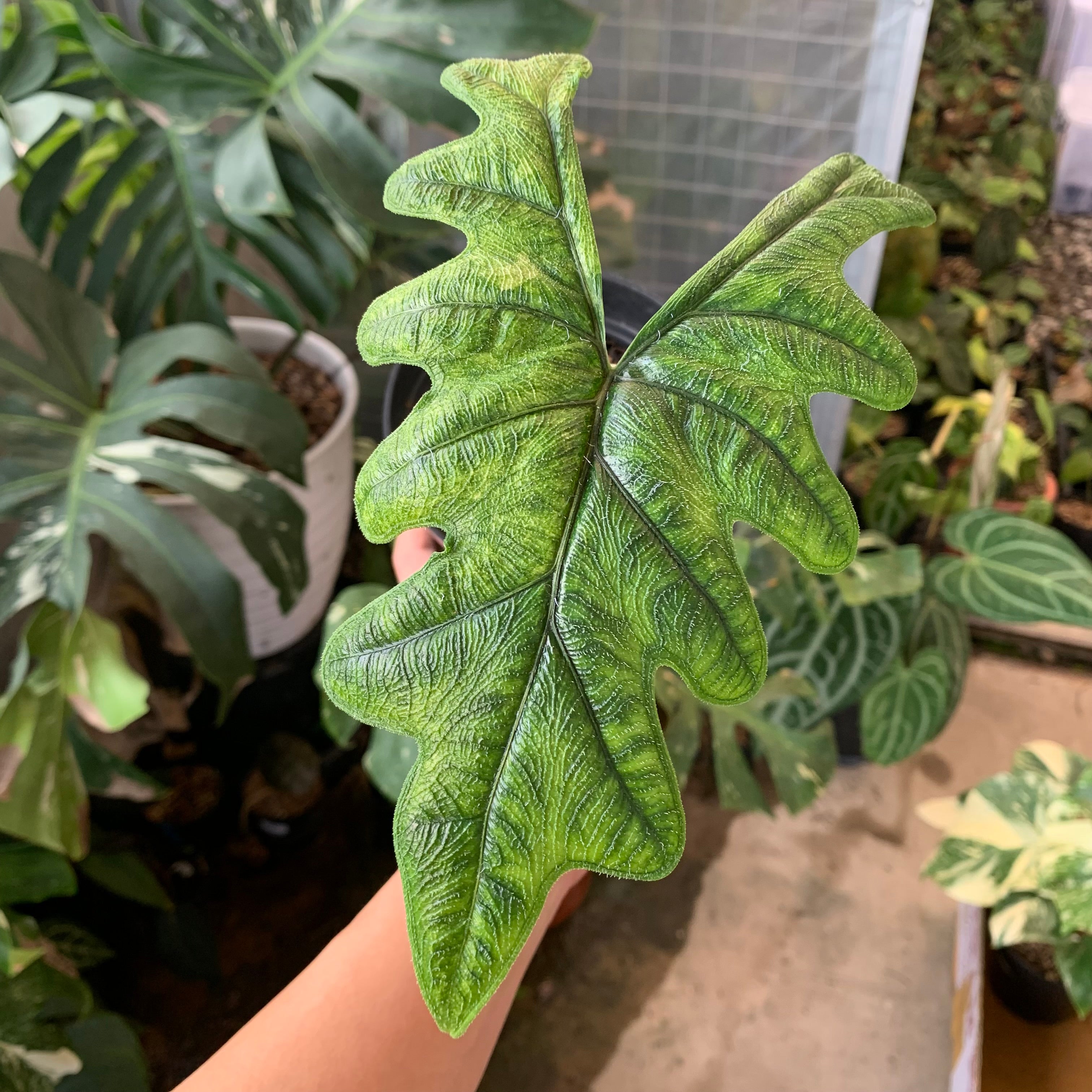 2 美株 Alocasia Jacklyn Variegated Different Variegated Alocasia Jacklyn/Jacklin/Tandurusa! Since I