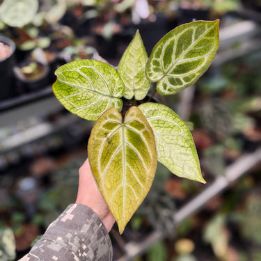 Anthurium Angela x Black Widow x BVIT ZM