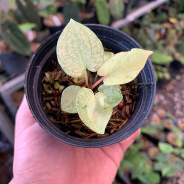 Anthurium (Dark & Handsome X Red Velvet Cake) X RVDP