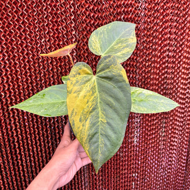 Anthurium Magna Porti x Papillilaminum Black Sweet Variegated