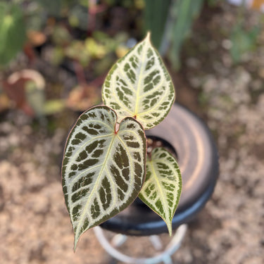 Anthurium (Pink Lemonade x Blackwidow x Michelle) x Silver Regar