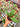 Hoya Dragon Mutated