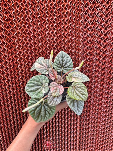 Peperomia Caperata Pink Lady