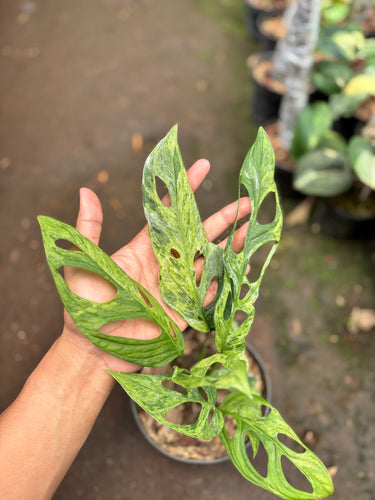 Monstera Adansonii Variegated (INA)