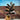 B125 Zamioculcas Zamiifolia Black