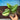 B126 Scindapsus Moonlight Aurea Var