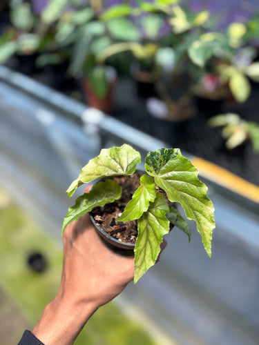 PS0952 Ginny Galaxy Variegated