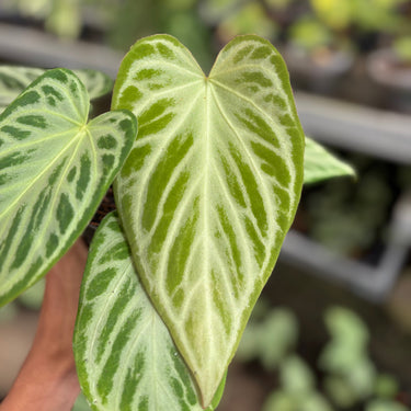 Anthurium Silver ButterFly - Mature size