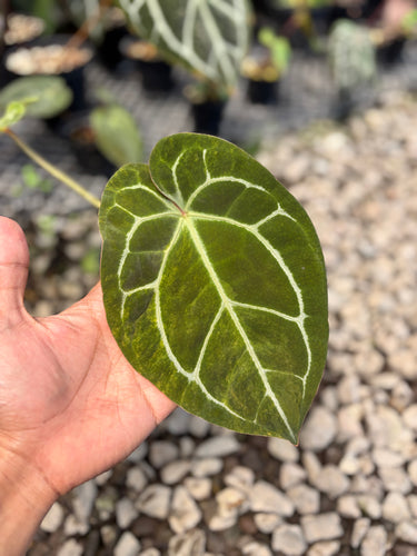 Ps10-49 Anthurium Forgetii x Michelle Variegated