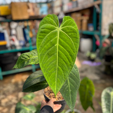 Anthurium Waterburyanum X Warocqueanum