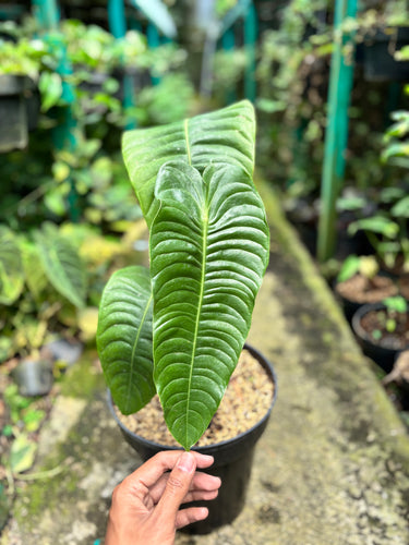 Anthurium king veitchii - mature size - Plantstop.us