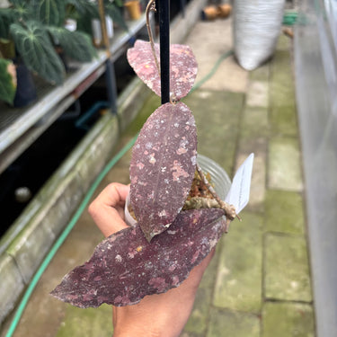 PS0905 Hoya Undulata Red