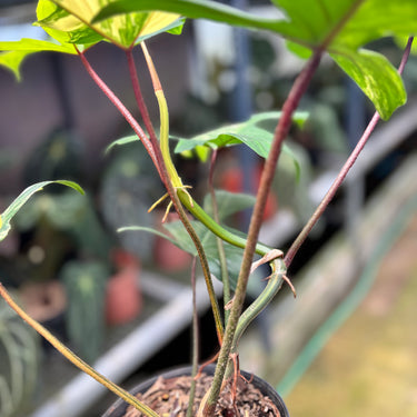 PS0921 Philodendron Florida Beauty - Mature