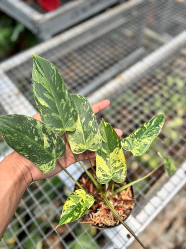 Philodendron Emerald Ice