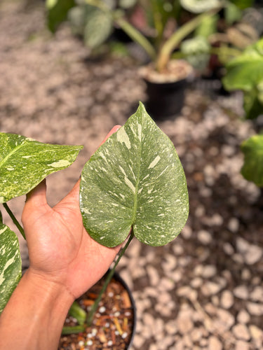 PS0941 Monstera Legacy