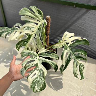 Monstera Albo White Tiger - Mature Size. A variegated Monstera plant with green and white leaves, potted in a black pot with a coir support stake, held by a person's hand for scale against a gray wall.