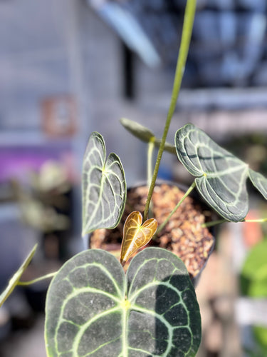 Ps10-20 Anthurium Clarinervium