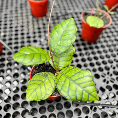 Hoya Callistophylla Chibi