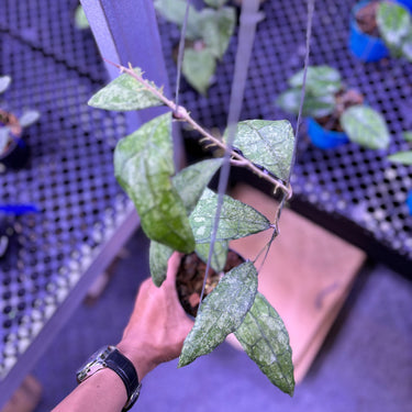 Hoya Clemensiorum From Silver Clone