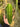 Anthurium Warocqueanum - Mature size