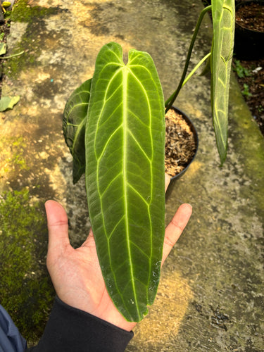 Anthurium Warocqueanum - Mature size - Plantstop.us