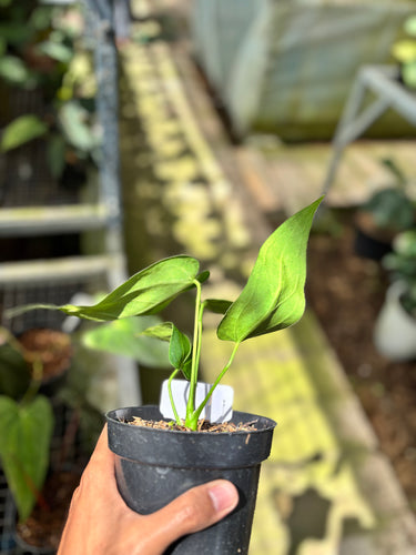 PS0925 Anthurium Dark Mama