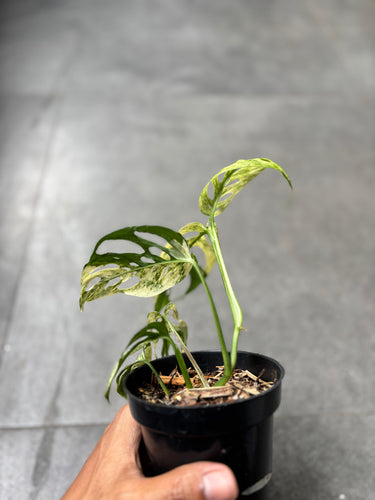 Monstera Adansonii ’Blanchetii’ Variegated