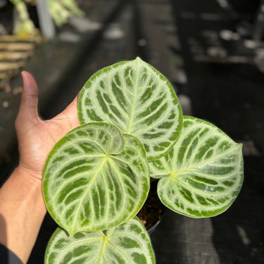 Anthurium Dorayaki Silver “thick vein”