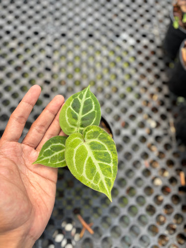 Anthurium Magnificum Variegated x Red Tiger