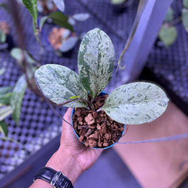 Hoya Michelle