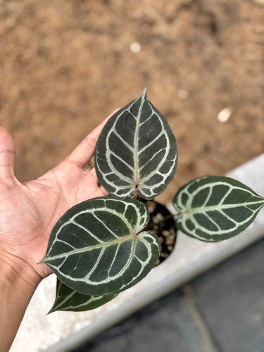 Ps10-13 Anthurium King Of Spades x Red Crystallinum