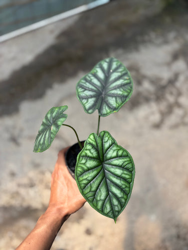 Alocasia Dragon Scale Borneo - Baginda - Plantstop.us