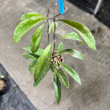 Hoya Sulawesiana x Clemensiorum Borneo
