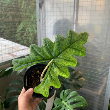 Alocasia Jacklyn Aurea Variegated