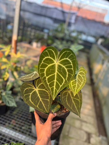 Anthurium Clarinervium - Mature size - Plantstop.us