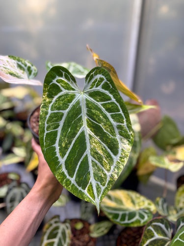 Anthurium Magna x Hellboy Variegated