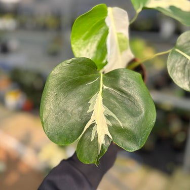 Monstera White Lava - A close-up of a variegated houseplant with glossy green leaves featuring prominent creamy white streaks, held by a hand wearing a black sleeve in a greenhouse setting.
