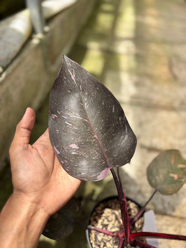 PS0930 Philodendron Pink Princess Black Cherry